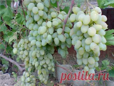 Виноград плодовый Загадка в наличии низкая цена - саженцы и крупномеры, описание, отзывы, фото, посадка крупномера