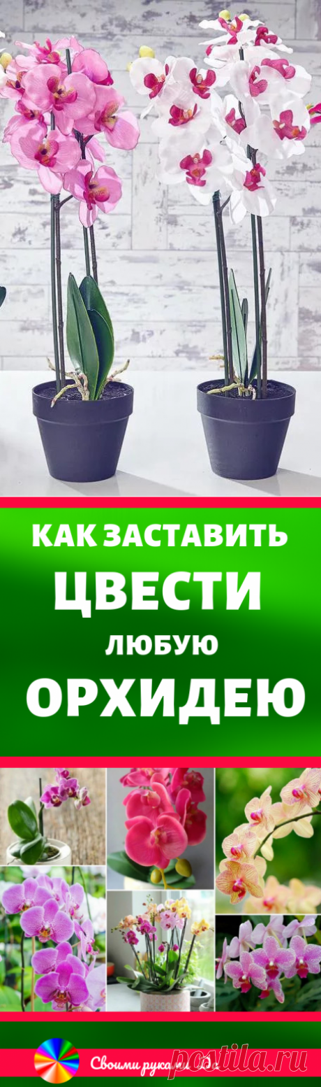 Как заставить цвести любую орхидею? Девочки, делюсь маминым способом: Уход за комнатными цветами