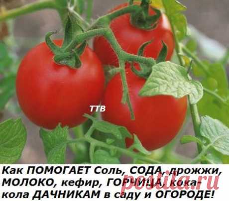 (14) Одноклассники     Как ПОМОГАЕТ Соль, СОДА, дрожжи, МОЛОКО, кефир, ГОРЧИЦА, кока-кола ДАЧНИКАМ в саду и ОГОРОДЕ