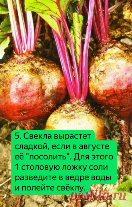 5 правил для выращивания крупной сладкой свеклы. | Klumba-plus.ru | Яндекс Дзен