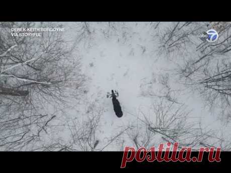 Дрон заснял, как лось сбрасывает рога | 23 января 2023 - Новости Mail.ru