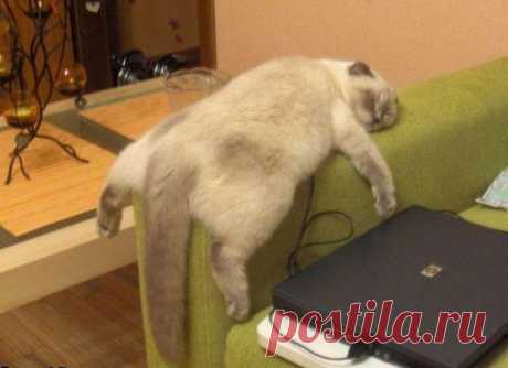 Lazy fat cat | Funny cats