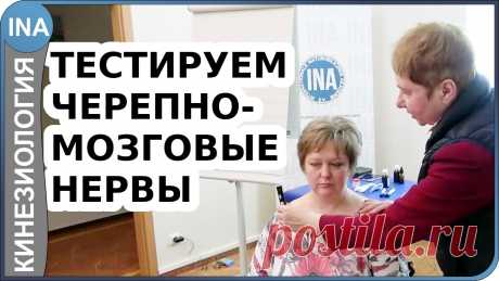 Тестируем черепно мозговые нервы. Прикладная кинезиология. Людмила Васильева Какие бывают черепно-мозговые нервы (чмн)? Возможно ли тестировать черепные нервы? Прикладная кинезиология предлагает методику, позволяющую оценить функцию к...