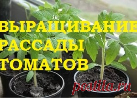 Выращивание рассады томатов.