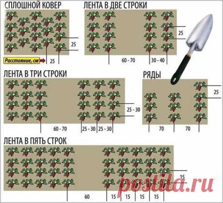 Как сажать клубнику в августе, чтобы не беспокоиться об урожае в следующем году? - Бабушкины секреты