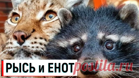 ✔ РЫСЬ и ЕНОТ ✔ LYNX and RACCOON