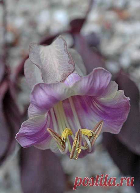 Cup and Saucer Vine