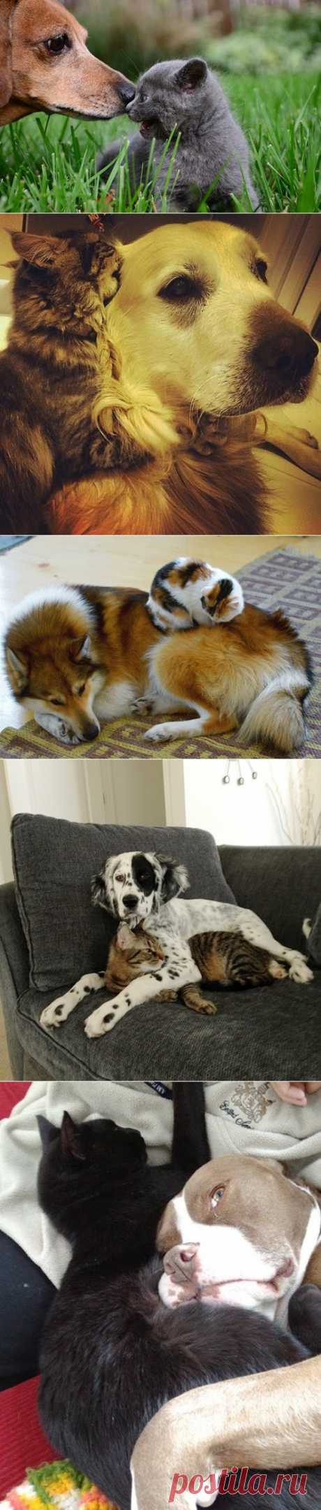 Очаровательные примеры дружбы кошек и собак. Часть 1 (27 фото)
