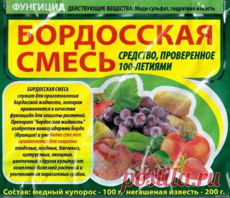 Болезни томатов: симптомы, профилактика, порядок лечения садовой культуры