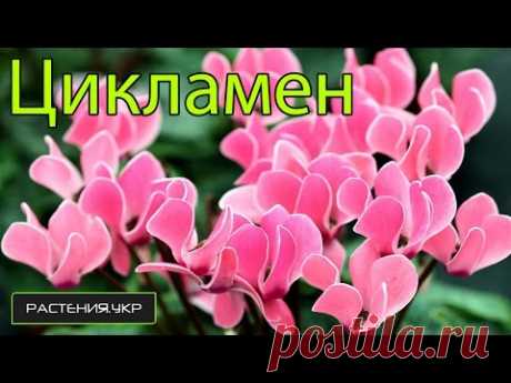 Цикламен уход в домашних условиях / Cyclamen care at home — Яндекс.Видео