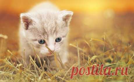 Лучшие идеи для кошек | Cats by Patricia