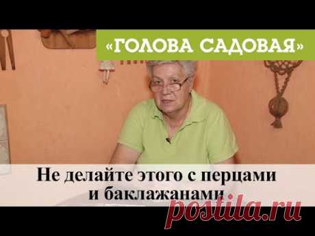 Голова садовая - Не делайте этого с перцами и баклажанами