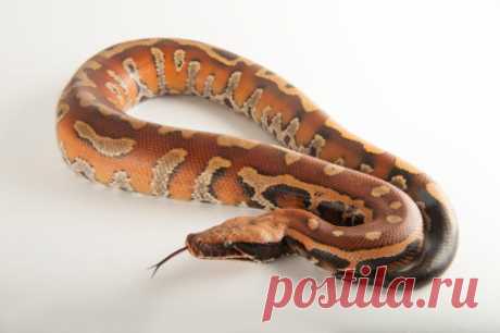 Mexican Tiger Rat Snake Spilotes Pullatus Mexicanus At The Omaha Zoo Stock Photo | Getty Images