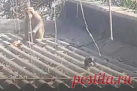 Обезьяна утащила щенка на крышу и несколько дней ухаживала за ним. В индийском штате Чхаттисгарх обезьяна усыновила щенка и отказалась возвращать его людям. Она утащила его на крышу сарая и в течение пяти дней ухаживала за ним, кормила его и следила, чтобы тот не свалился на землю. Жители деревни неоднократно пытались отвлечь макаку и забрать собаку, но так ничего и не добились.