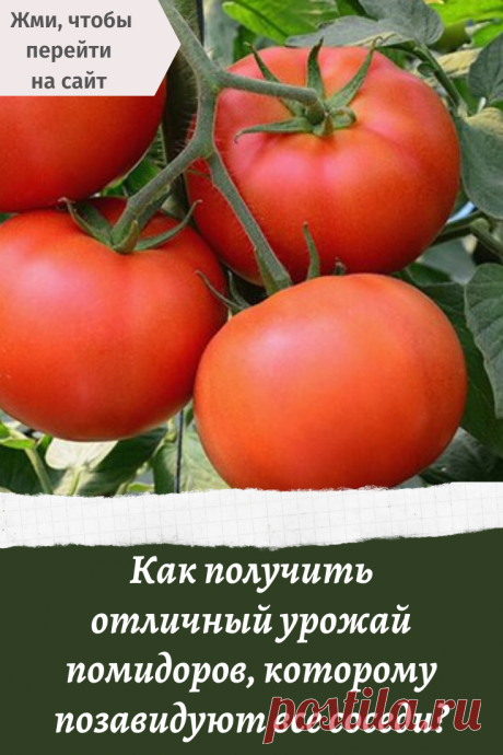 Как получить отличный урожай помидоров, которому позавидуют все соседи?