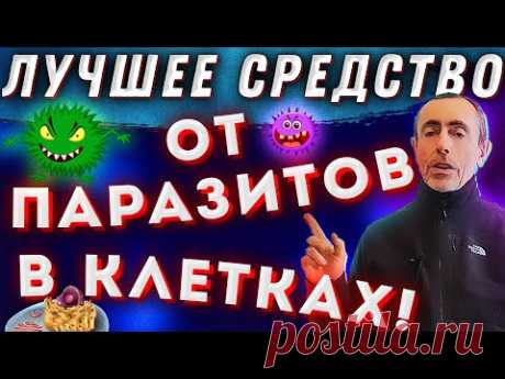 Лучшее Средство от Паразитов в Клетках!