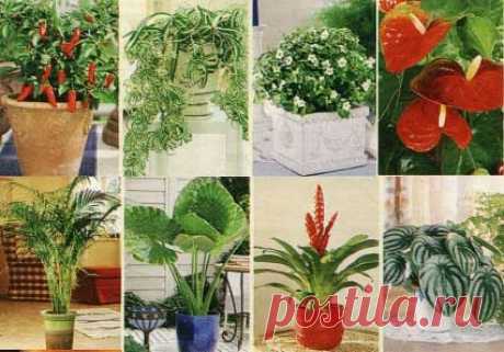 Натуральные удобрения для домашних цветов.