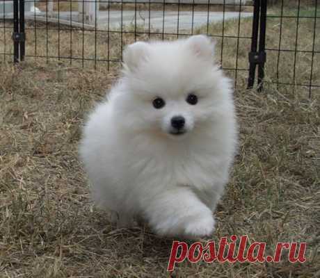 Toy American Eskimo. Intelligent, alert, friendly, and eager to please, the Toy American Eskimo loves to be in your company and doesn't do well without lots of love and attention. It is a beautiful, small to medium-size Nordic-type dog that looks like a miniature Samoyed. (Kaitlyn)