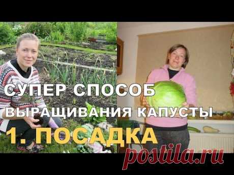 СУПЕР КАПУСТА на спанбонде. ПОСАДКА / Growing Cabbage on Spunbond. 1 - YouTube