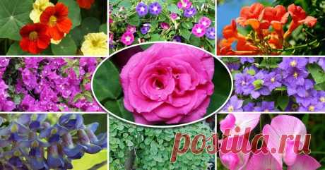 9 лучших быстрорастущих вьющихся цветов для забора, арок и шпалер на даче (27 фото) 9 вьющихся растений, которые до неузнаваемости преобразят ваш сад.