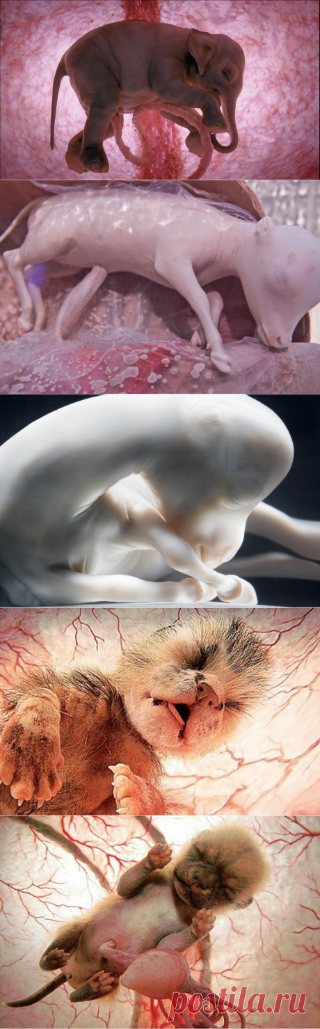 Фото еще не родившихся детенышей в утробе матери — Наука и жизнь
