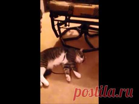 Cat plays dead to avoid going for a walk - YouTube
