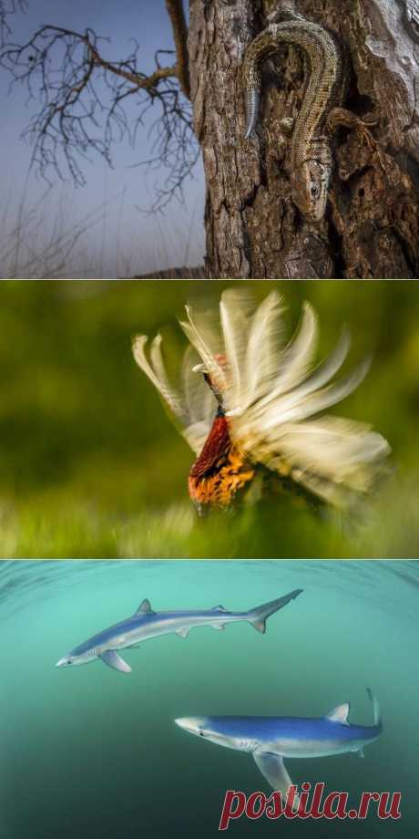 Потрясающие снимки дикой природы