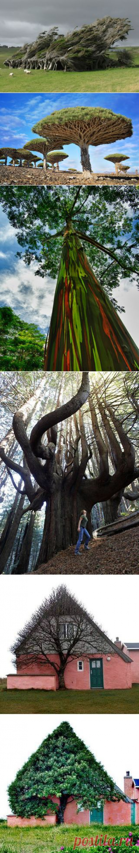 amazing trees | Dusky's Wonders