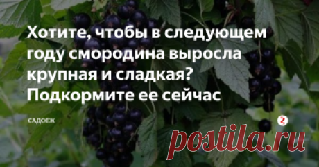 Хотите, чтобы в следующем году смородина выросла крупная и сладкая? Подкормите ее сейчас