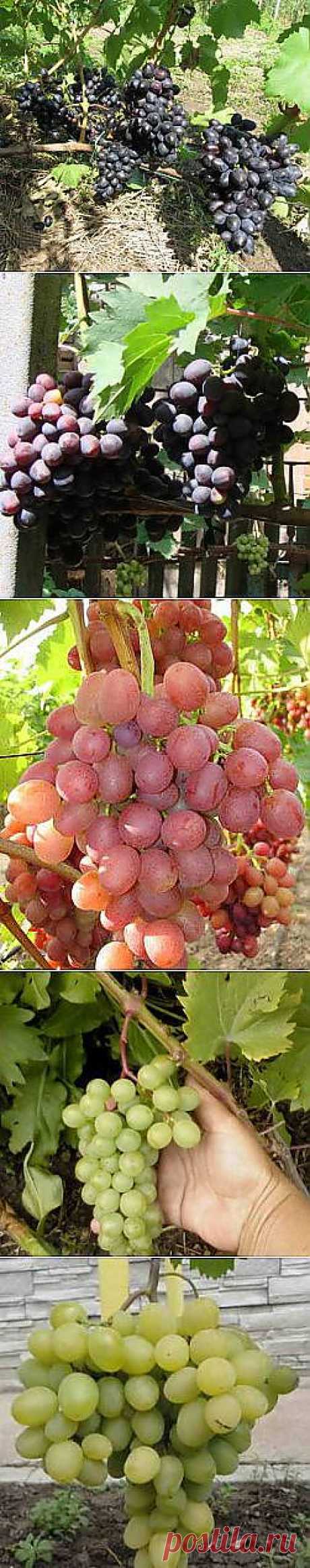 Сорта винограда сверхраннего срока созревания | Дача - впрок | виноград