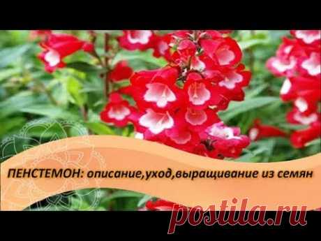 Пенстемон: описание,уход,выращивание из семян. Посадите в саду этот неприхотливый многолетник!