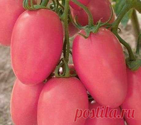 Ценителям вкусных и необычных томатов: сорт “Розовая Стелла” | 6 соток