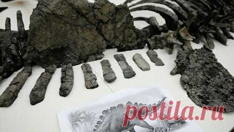 В Марокко обнаружили останки самого древнего стегозавра в мире Останки самого древнего стегозавра из когда-либо найденных в мире обнаружены в горах Марокко, сообщается в пресс-релизе музея естественной истории в