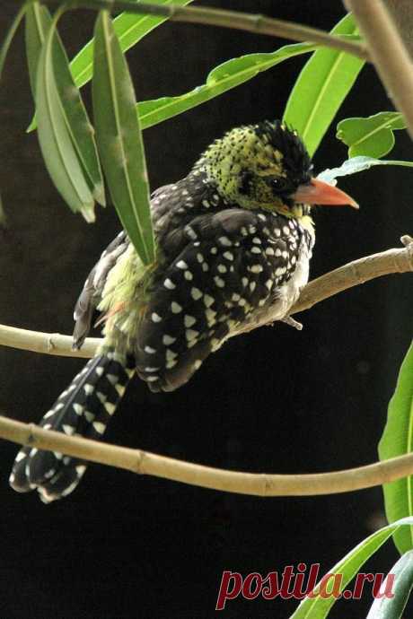 D'arnaud's Barbet Bird | Animals