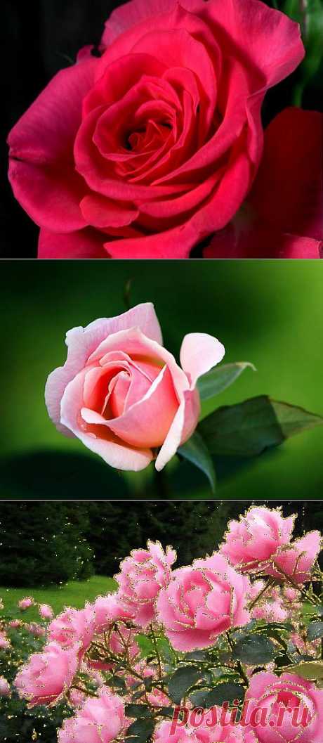 Красивые цветы фотографии и картинки