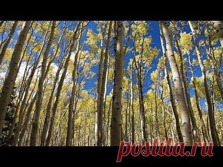 ▶ &quot;Autumn Forest Relaxation&quot; Healing HD Nature Video Blustery Fall Day in an Aspen Meadow - YouTube: Осенняя лесная релаксация ...