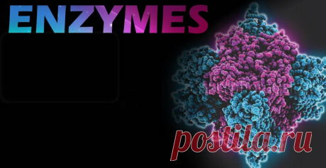 Enzymes Market: A thorough analysis of statistics about the current as well as emerging trends offers clarity regarding the Enzymes Market dynamics. The report includes Porter’s Five Forces to analyze the prominence of various features such as the understanding of both the suppliers and customers, risks posed by various agents, the strength of competition, and promising emerging businesspersons to understand a valuable resource. Also, the report spans the enzyme market research data of various c