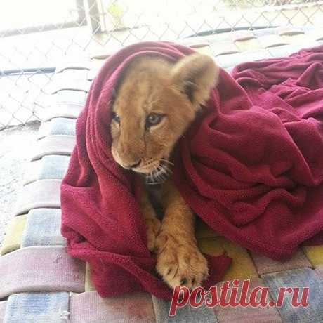 Спасённый львёнок не может спать без одеяла, несмотря на то, что уже вырос
