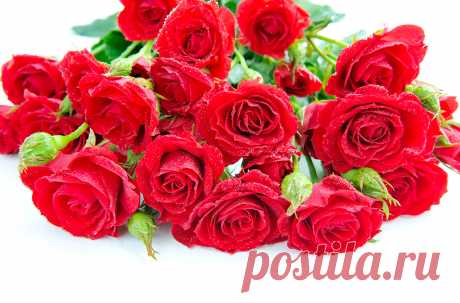 Rose 42802_ 花 写真 _Flower class_ Gallery Wallpaper_68Design