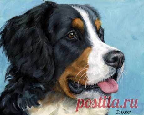 Bernese Mountain Dog on Blue by Dottie Dracos Bernese Mountain Dog on Blue Painting by Dottie Dracos