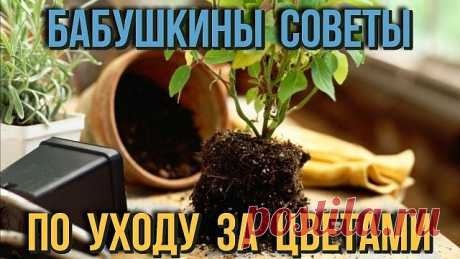 5 БАБУШКИНЫХ СОВЕТОВ ДЛЯ ЦВЕТОВ

Совет 1.
Зимой и осенью цветы нужно поливать утром. Летом и весной – вечером.
Совет 2.
Опрыскивать цветы нужно рано утром или вечером. В опрыскиватель заливают горячую воду, при распылении она остывает.
Совет 3.
Секрет яркой и сочной окраски листьев – в опрыскивании с добавлением камфарного спирта. Приблизительно 2-4 капли на 1 литр воды.
Совет 4.
Подкормка комнатных растений. Сколько существует всяческих удобрений и советов по их применени...