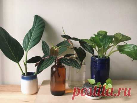 10 комнатных растений, которые легко получить из черенков. Как черенковать? Список с фото - Ботаничка.ru