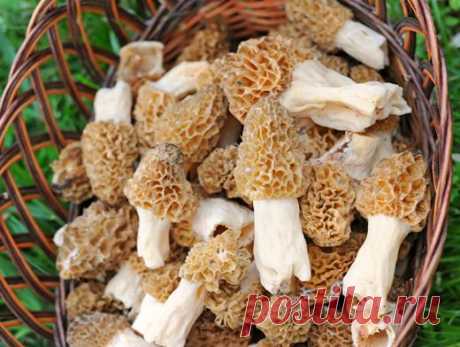 Шампиньоны, сморчки и строчки – первые весенние грибы