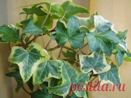 Плющ или хедера - неприхотливое ампельное декоративно лиственное растение