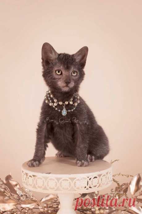 My pretty princess! | Lykoi Cats - photography by Brittney Gobble