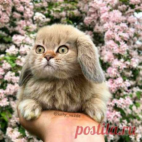 What rabbit-cat is your favorite? 🐰🐇
.
.
.
If you need a remote photo editor for a part-time job - write to me!
.
#кот #котик #коты #cat #cats #catsofinstagram #catsagram #strange  #Photoshop #meme #memes #catmeme #funnycats #humor #юмор #lol #cats_of_instagram #catsofworld #catlover #мем #кролик #кролики #rabbits #rabbit #bunny #rabbitstagram #kitty #猫
.
.
You can buy a mix with your cat - DM
And you can find me on Patreon!