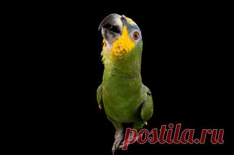 An Endangered Imperial Parrot Amazona Imperialis At The Rare Species Conservatory Foundation Stock Photo | Getty Images