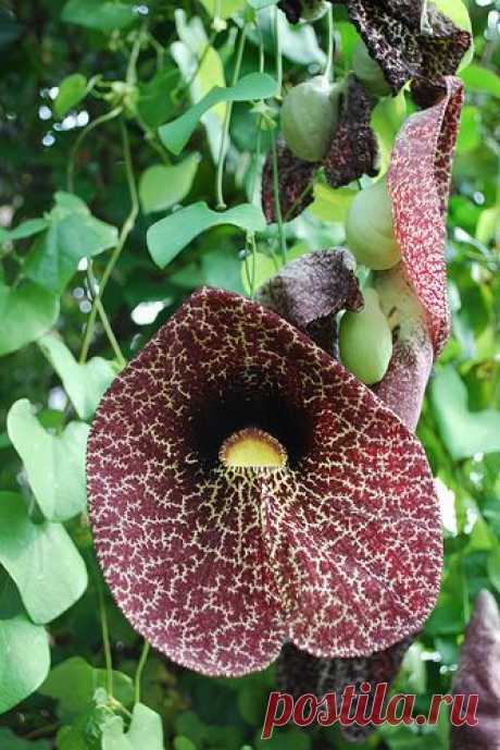 Dutchmans pipe