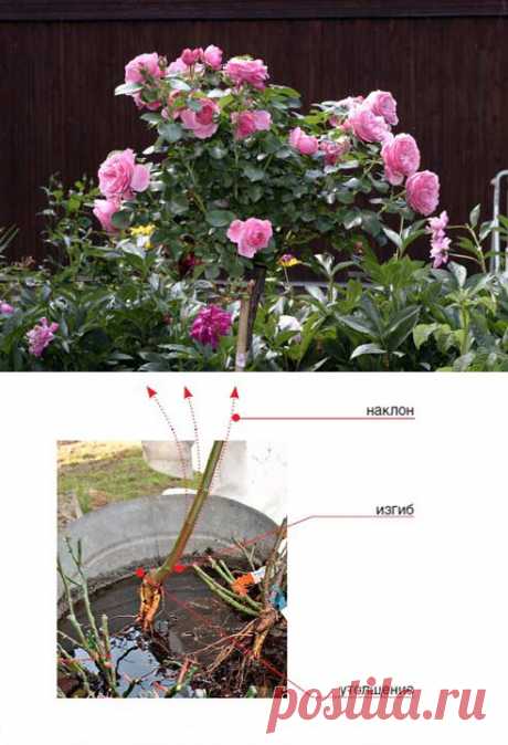 СОВЕТЫ ЦВЕТОВОДАМ - КАК ПОСАДИТЬ ШТАМБОВУЮ РОЗУ | Самоцветик