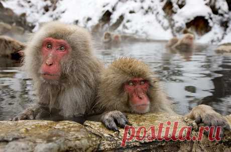 Парк обезьян в «Адской долине» в Нагано (Япония)